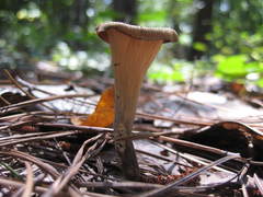 Craterellus fallax image