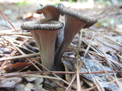 Craterellus fallax image