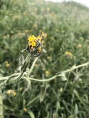 Amsinckia menziesii intermedia