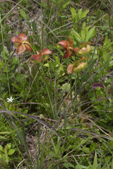 Sarracenia purpurea venosa