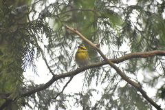 Cotoneaster dielsianus
