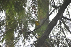 Cotoneaster dielsianus