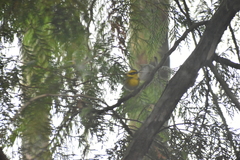 Cotoneaster dielsianus