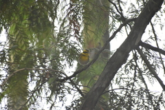 Cotoneaster dielsianus
