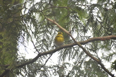 Cotoneaster dielsianus