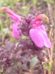 Pedicularis