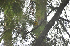 Cotoneaster dielsianus