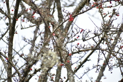 Cotoneaster dielsianus