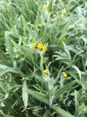 Amsinckia menziesii intermedia