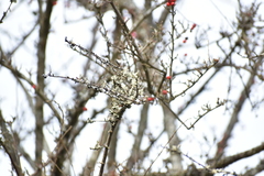 Cotoneaster dielsianus