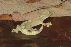 Thecadactylus solimoensis