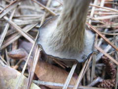 Craterellus fallax image