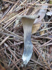 Craterellus fallax image