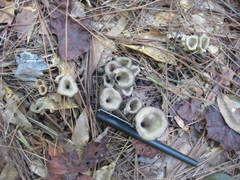 Craterellus fallax image