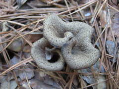 Craterellus fallax image