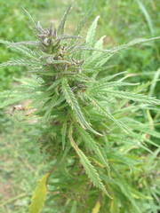Cannabis sativa