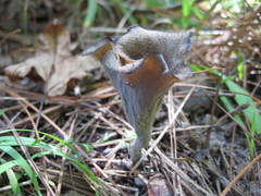 Craterellus fallax image