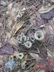 Craterellus fallax image