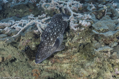 Epinephelus coeruleopunctatus