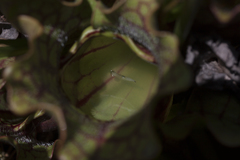 Sarracenia purpurea venosa