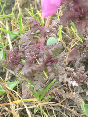 Pedicularis