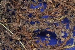 Scapania irrigua