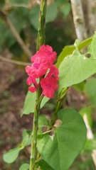 Stachytarpheta miniacea