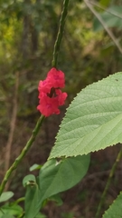 Stachytarpheta miniacea