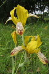 Iris variegata