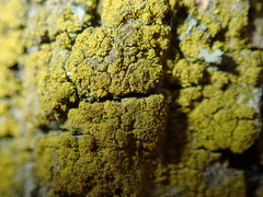 Candelariella xanthostigma