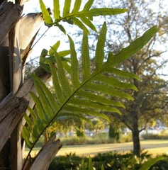 Phlebodium aureum