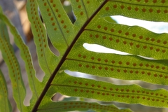 Phlebodium aureum