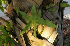 Phlebodium aureum