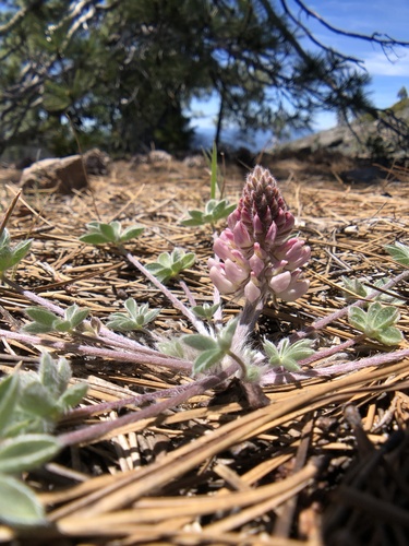 Image of Lupinus constancei by (c) Dee Shea Himes, some rights reserved (CC BY)