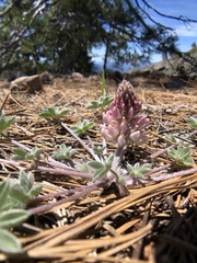 Lupinus constancei