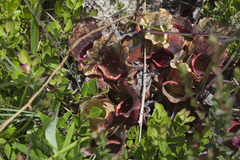 Sarracenia purpurea venosa
