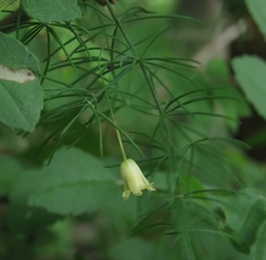 Asparagus tenuifolius