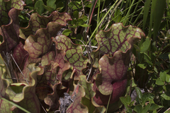 Sarracenia purpurea venosa