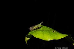 Paralappida limbativentris