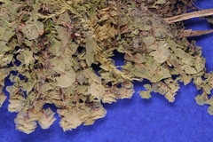 Scapania irrigua