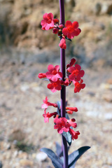Penstemon superbus