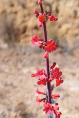 Penstemon superbus