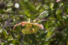Sarracenia