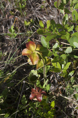 Sarracenia purpurea venosa