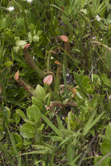 Sarracenia rubra