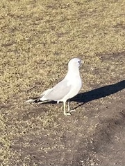Larus canus