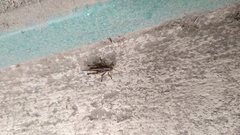 Orthoptera