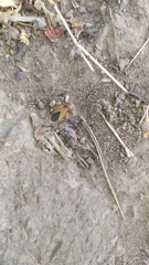Dysdercus
