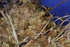 Scapania irrigua