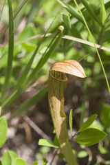 Sarracenia rubra